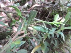 Epidendrum ramosum