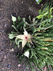 Stapelia gigantea gigantea