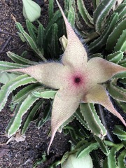 Stapelia gigantea gigantea