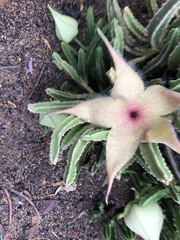 Stapelia gigantea gigantea