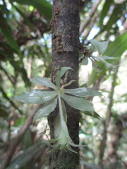 Eurystyles cotyledon