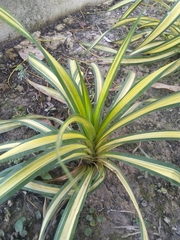 Pandanus pygmaeus