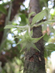 Eurystyles cotyledon