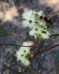Eucalyptus odorata