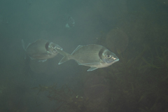 Nemadactylus macropterus