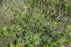 Potentilla approximata