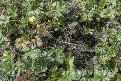 Potentilla approximata