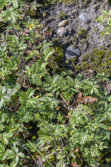 Potentilla approximata