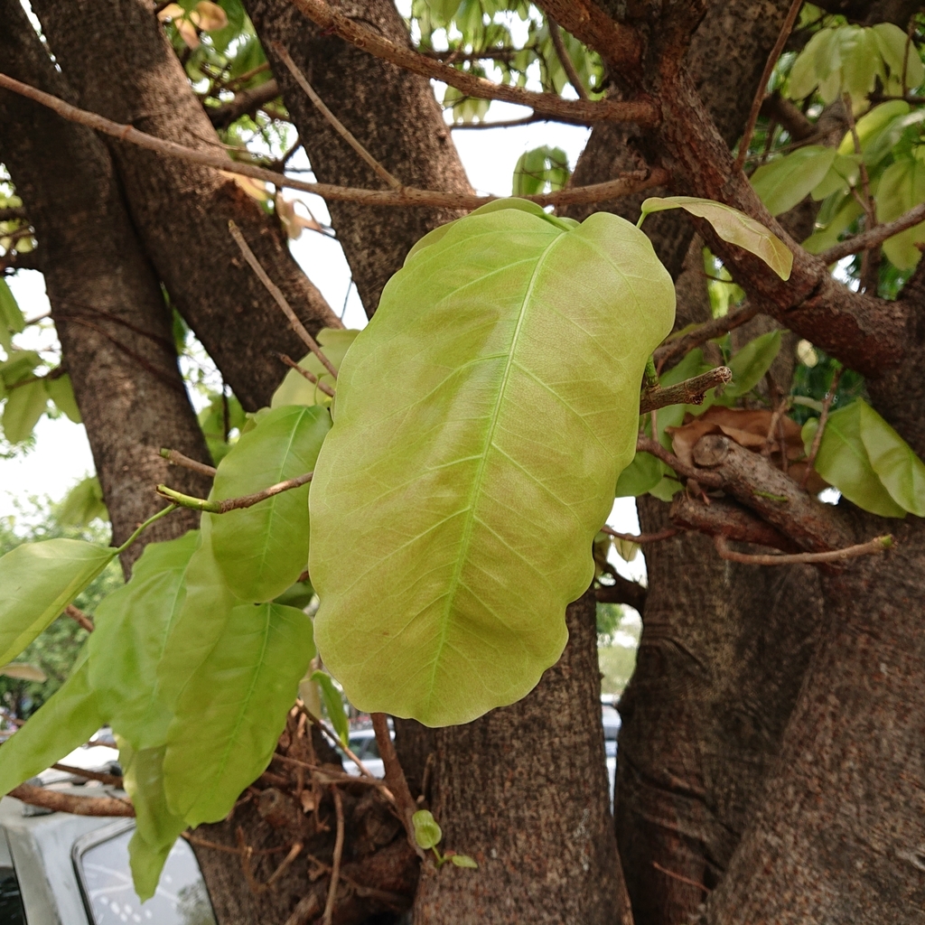 Geniculate Fig from Food And Drug Administration, Tambon Bang Khen ...