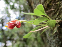 Masdevallia molossus