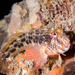 Horned Blenny - Photo (c) Marine Explorer (Dr John Turnbull), some rights reserved (CC BY-NC-SA)