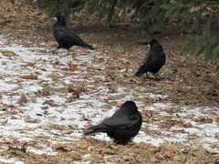 Corvus frugilegus