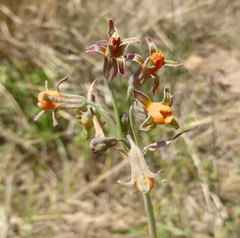 Tulbaghia acutiloba