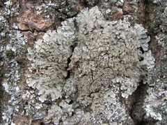 Physconia enteroxantha
