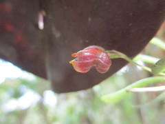 Masdevallia molossus