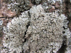 Physconia enteroxantha