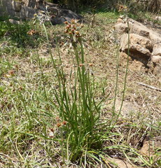 Tulbaghia acutiloba
