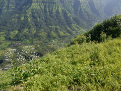 Adelocaryum lambertianum