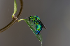Stilbum cyanurum