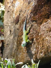 Sceloporus tanneri