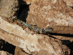 Sceloporus aureolus
