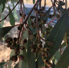 Eucalyptus odorata