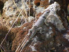 Sceloporus aureolus