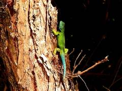 Sceloporus tanneri