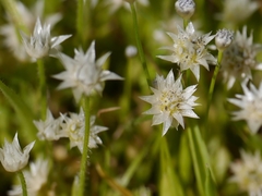 Eriocaulon stellulatum