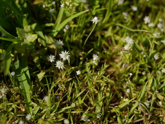Eriocaulon stellulatum