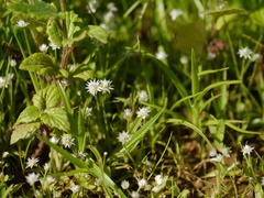 Eriocaulon stellulatum