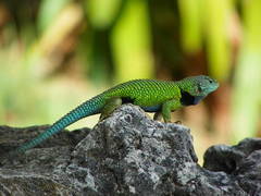 Sceloporus tanneri