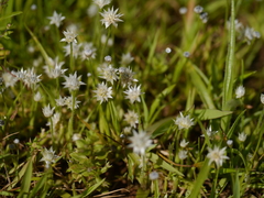 Eriocaulon stellulatum