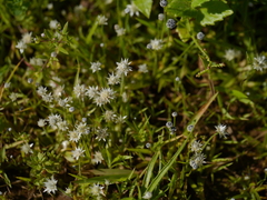 Eriocaulon stellulatum