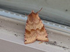 Vulpechola vulpecula