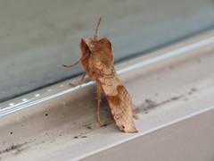 Vulpechola vulpecula