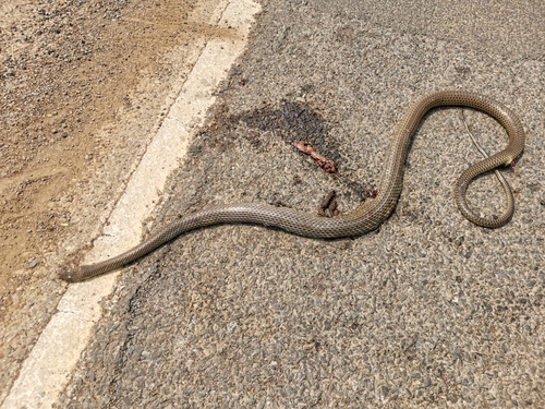 Indo-Chinese Rat Snake