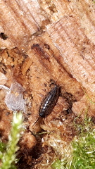 Ligidium hypnorum