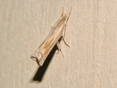 Ancylolomia indica