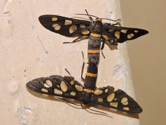 Amata cyssea
