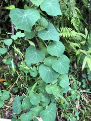 Stephania cephalantha