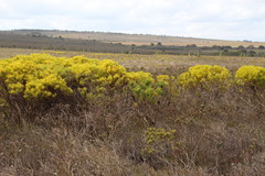 Leucadendron platyspermum