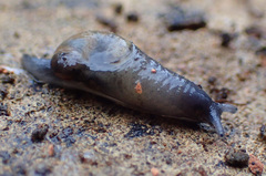 Vitrinobrachium breve