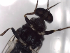 Exaireta spinigera