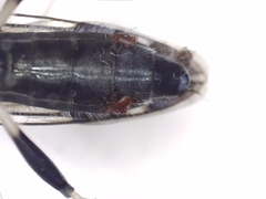 Exaireta spinigera