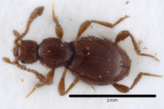 Scydmaenus rufus