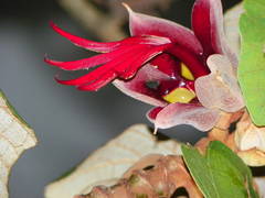 Chiranthodendron pentadactylon