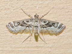 Parapoynx affinialis