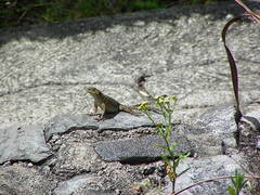Sceloporus formosus