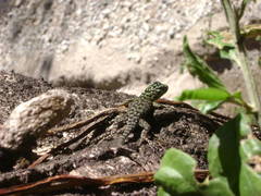 Sceloporus tanneri